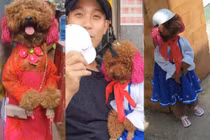 Cô chó đi bằng 2 chân gây sốt mạng xã hội