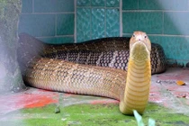 Rùng mình rắn lúc nhúc trên cây ở trại mãng xà lớn nhất VN