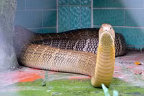 Rùng mình rắn lúc nhúc trên cây ở trại mãng xà lớn nhất VN