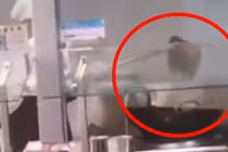 Nhân viên trường ĐH nhúng cây lau nhà vào chảo nấu thức ăn cho sinh viên