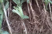 Cây thường bị nhổ bỏ, ai ngờ đem bán kiếm cả núi tiền