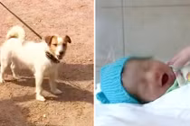 Chó kéo chủ vào bụi rậm, giành lại mạng người từ tay "tử thần"