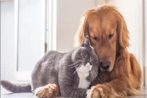 Con vật nuôi trong nhà giúp hóa giải vận đen, kéo tài lộc 