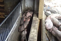 Hoả hoạn do chập điện, gần 1.200 con lợn chết ngạt