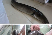 Bắt được 2 con cá lệch 'khủng' trên sông Lam