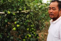 Vườn táo lúc lỉu quả hút hàng trăm khách đến thăm quan ở Đăk Lăk