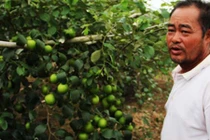 Vườn táo lúc lỉu quả hút hàng trăm khách đến thăm quan ở Đăk Lăk