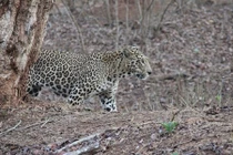 Sống sót thần kỳ sau 10 phút chiến đấu với báo đốm bằng tay không