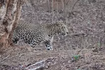 Sống sót thần kỳ sau 10 phút chiến đấu với báo đốm bằng tay không