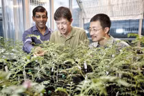 Loài cây "hồi sinh" khiến các nhà khoa học đau đầu