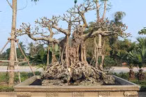 Lão “khùng” bỏ 6 cây vàng mua cây đa có bộ dăm tán "hiếm có khó tìm"