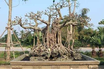 Lão “khùng” bỏ 6 cây vàng mua cây đa có bộ dăm tán "hiếm có khó tìm"
