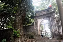 Chuyện ly kỳ cây sưa trăm tỷ mặc áo giáp sắt ở Hà Nội