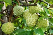 Video: Tận mục cây na cho ra toàn quả “khủng” nặng 1,2kg đẹp hoàn hảo