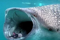 Video: Điều gì xảy ra khi bạn bị thủy quái nuốt chửng?