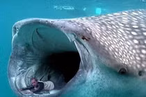 Video: Điều gì xảy ra khi bạn bị thủy quái nuốt chửng?