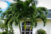 2 loại cây trồng trước nhà giúp gia chủ giàu có, 3 loại nên tránh xa