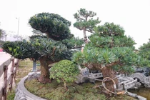 Chiêm ngưỡng đồi tùng La Hán độc nhất vô nhị