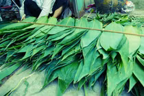 Lá tre bỏ đi, xuất bán nước ngoài thu bộn tiền