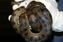 Trăn anaconda 3 mét trinh sản, tự đẻ hai con không cần thụ tinh