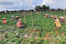 Rau tía tô chỉ 1 nghìn đồng/mớ mà ở Hàn phải mua từng lá