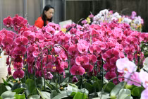 Vườn lan siêu to khổng lồ trên cao nguyên Di Linh, Lâm Đồng