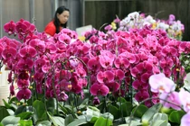 Vườn lan siêu to khổng lồ trên cao nguyên Di Linh, Lâm Đồng