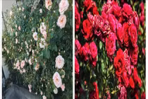 Trang trí nhà đẹp với các loài hoa tươi dễ trồng