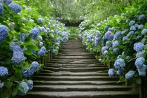 Cây trồng hàng rào tuyệt đẹp để nhà "nổi nhất xóm" 