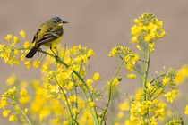 Cuối tháng 7/2021, 4 con giáp tiền tài, sự nghiệp đều khởi sắc