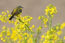 Cuối tháng 7/2021, 4 con giáp tiền tài, sự nghiệp đều khởi sắc