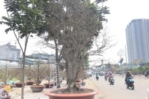 Ngắm cụ mai ngũ phúc hơn trăm tuổi giá 1,9 tỉ ở TP.HCM