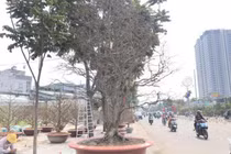 Ngắm cụ mai ngũ phúc hơn trăm tuổi giá 1,9 tỉ ở TP.HCM