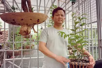 Anh nông dân nghèo bỗng chốc đổi đời nhờ loại cây này