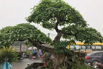 Vườn cây cảnh tiền tỷ, không muốn bán cho ai của đại gia Hưng Yên