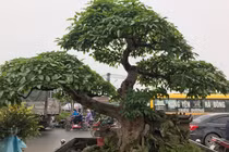 Vườn cây cảnh tiền tỷ, không muốn bán cho ai của đại gia Hưng Yên