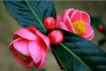 6 loại hoa hút tài đón lộc trong ngày Tết Nguyên Đán 2019