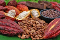 Ca cao tươi đang khiến người Hà thành lên “cơn sốt“