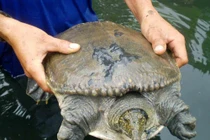 Nuôi loài 'thủy quái' trông kinh dị, bán 1 con là lời 5 triệu