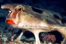 Dung nhan “gái làng chơi” khét tiếng dưới đáy biển sâu