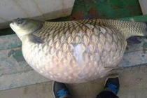 Câu được con cá, hàng xóm nói 1 câu, người đàn ông lập tức mang đi thả