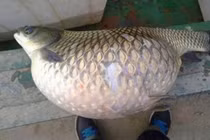 Câu được con cá, hàng xóm nói 1 câu, người đàn ông lập tức mang đi thả