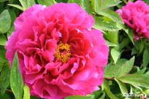 Người sinh vào 6 ngày Âm lịch này, từ tháng 10, phúc lộc sâu dày