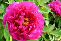 Người sinh vào 6 ngày Âm lịch này, từ tháng 10, phúc lộc sâu dày