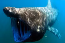 8 loài động vật nhìn cực dữ tợn nhưng hiền như "cục đất" 