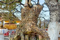 Cặp mai vàng nổi vảy rồng ở miền Tây