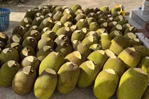 Mít Thái từ miền Nam đổ ra Hà Nội, giá rẻ chưa từng có