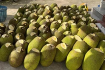 Mít Thái từ miền Nam đổ ra Hà Nội, giá rẻ chưa từng có