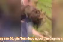 Video: Chú gấu nhỏ đuổi theo người đàn ông để đòi ăn... kem