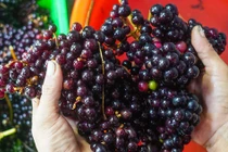 Loại nho mọc hoang ở bìa rừng Tây Bắc, giá chẳng kém cạnh nho nhập ngoại